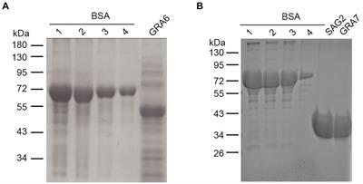 Comparison of the performance of SAG2, GRA6, and GRA7 for serological diagnosis of Toxoplasma gondii infection in cats